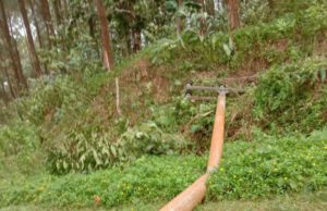 Pohon tumbang mengakibatkan tiang listrik roboh sehingga aliran listrik terputus di salah satu desa di Wilayah Kuningan, Jawa Barat. (Foto: Sulindo/Ulfa Nurfauziah)