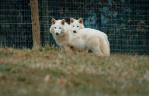 Tiga anak serigala yang dihasilkan oleh Colossal Biosciences tinggal di cagar ekologi seluas 2.000 hektar di sebuah lokasi yang dirahasiakan di AS. (Sumber: Colossal Biosciences)