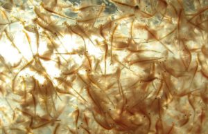 Artemia Salina adalah spesies udang air asin. Ekstremofil ini dapat hidup di danau garam, rawa garam, laut, dan pantai berbatu. Insang mereka dapat menyerap dan mengeluarkan ion. (Sumber: AlgaeBarn)