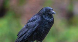 6 Burung yang Dipercaya Membawa Sial