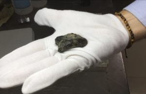 Para peneliti menemukan tulang Homo erectus di dalam kumpulan lebih dari 6.000 fosil yang dikeruk di Selat Madura, Indonesia. (Sumber: Live Science)