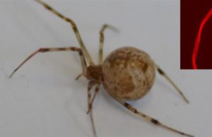 Laba-laba rumah biasa (Parasteatoda tepidariorum) yang diteliti menghasilkan sutra merah setelah diedit secara genetik menggunakan CRISPR-Cas9. (Sumber: Universität Bayreuth)