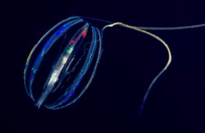 Ubur-ubur sisir (ctenophora) adalah hewan berbentuk oval, dengan delapan baris lempeng kecil menyerupai sisir yang dipukulkannya untuk bergerak di dalam air. (Sumber: Monterey Bay Aquarium)