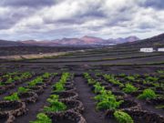 Bentuk ladang Anggur di La Gueria. (sumber: Lanzarotetransfer)