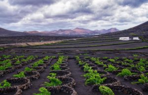 Bentuk ladang Anggur di La Gueria. (sumber: Lanzarotetransfer)