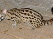 Genetta, Si Pemburu Senyap yang Sulit Dijumpai