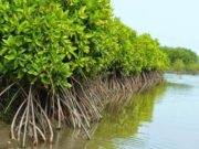 Memahami Fungsi Fisik, Ekologis, dan Sosial-Ekonomi Hutan Mangrove