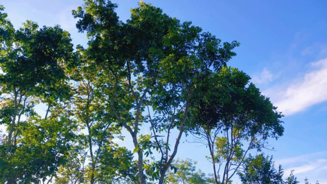 WhatsApp Image 2026-01-10 at 07.24.25