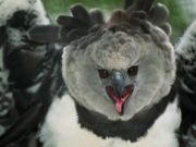 9 Hewan Berbahaya di Hutan Amazon