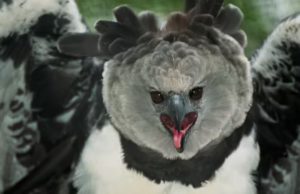 9 Hewan Berbahaya di Hutan Amazon