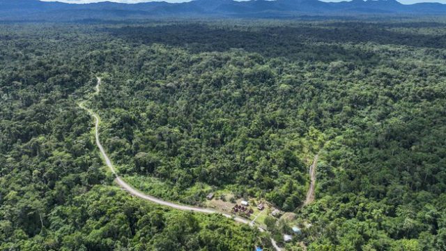 hutan papua