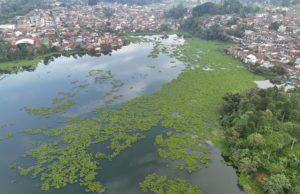 Apa Itu Eceng Gondok? Kenali Manfaat, Kandungan, dan Dampak Negatifnya
