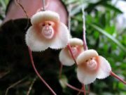 7 Bunga Paling Unik di Dunia, Ada Anggrek Mirip Wajah Monyet