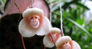 7 Bunga Paling Unik di Dunia, Ada Anggrek Mirip Wajah Monyet