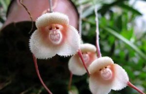 7 Bunga Paling Unik di Dunia, Ada Anggrek Mirip Wajah Monyet