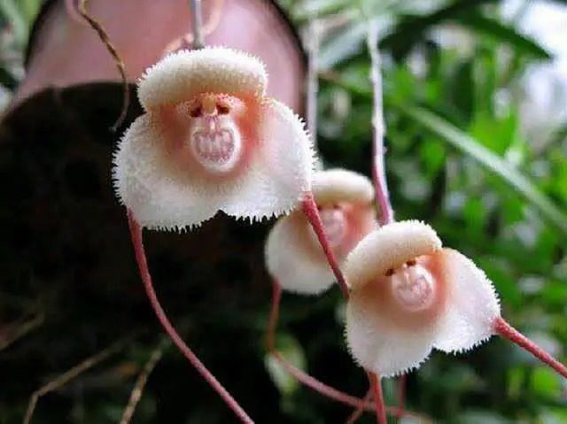 7 Bunga Paling Unik di Dunia, Ada Anggrek Mirip Wajah Monyet