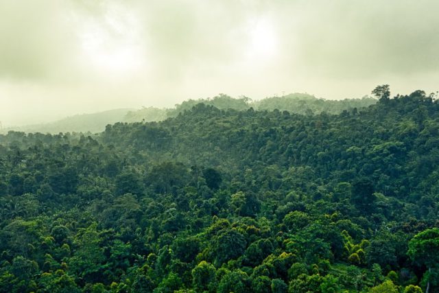 hutan indonesia