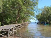 Dua Dekade Perempuan di Garis Depan Konservasi Mangrove