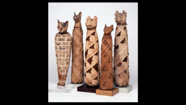 Mumi Kucing