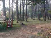 Bumi Perkemahan Pasir Batang di Desa Karangsari, Kecamatan Darma, Kabupaten Kuningan, dikelilingi hutan pinus yang rindang dan area hijau untuk aktivitas wisata dan berkemah.