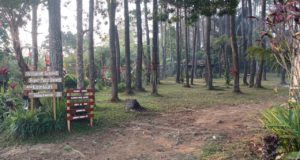 Bumi Perkemahan Pasir Batang di Desa Karangsari, Kecamatan Darma, Kabupaten Kuningan, dikelilingi hutan pinus yang rindang dan area hijau untuk aktivitas wisata dan berkemah.