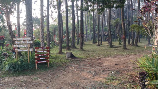 Bumi Perkemahan Pasir Batang di Desa Karangsari, Kecamatan Darma, Kabupaten Kuningan, dikelilingi hutan pinus yang rindang dan area hijau untuk aktivitas wisata dan berkemah.