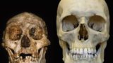 Perbandingan ukuran fosil tengkorak manusia purba Homo floresiensis (kiri) dengan Homo sapiens (kanan). (Sumber: slate.com)