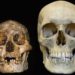 Perbandingan ukuran fosil tengkorak manusia purba Homo floresiensis (kiri) dengan Homo sapiens (kanan). (Sumber: slate.com)