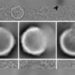 Tampilan porcine cytomegalovirus melalui mikroskop elektron. (Sumber: SpringerLink)