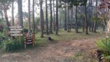Bumi Perkemahan Pasir Batang di Desa Karangsari, Kecamatan Darma, Kabupaten Kuningan, dikelilingi hutan pinus yang rindang dan area hijau untuk aktivitas wisata dan berkemah.