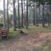 Bumi Perkemahan Pasir Batang di Desa Karangsari, Kecamatan Darma, Kabupaten Kuningan, dikelilingi hutan pinus yang rindang dan area hijau untuk aktivitas wisata dan berkemah.